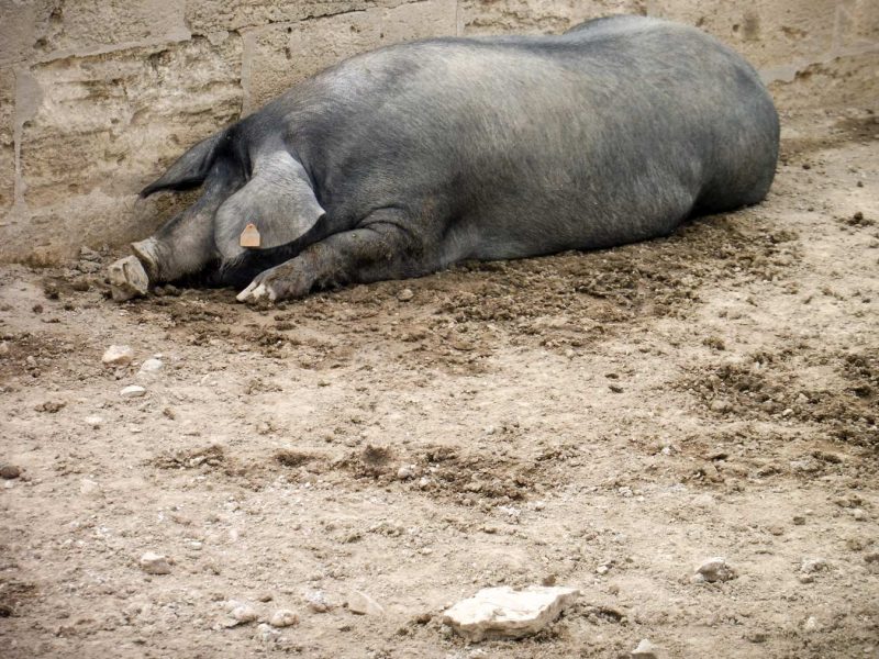 porc molt gran dormint la mona