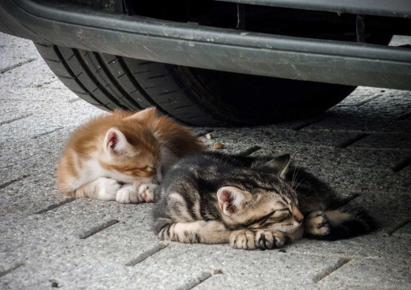 gatos dormidos debajo de un coche