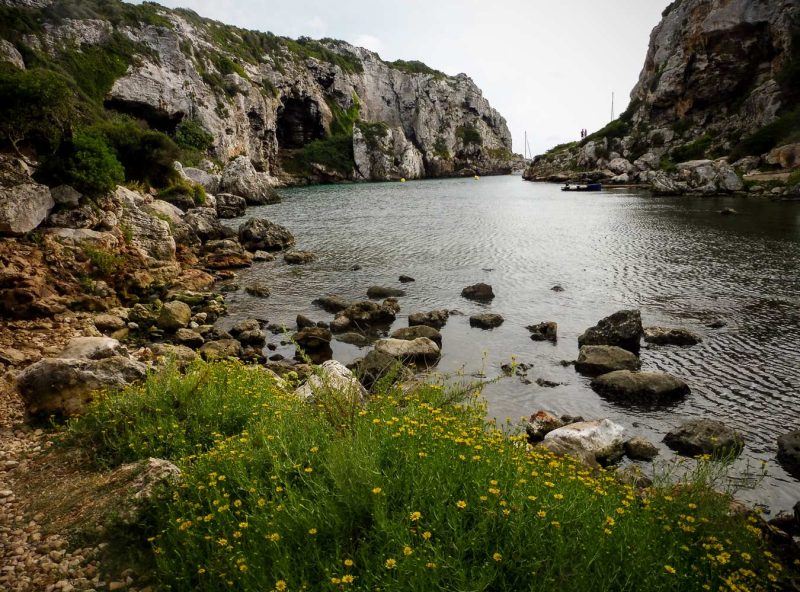 flors grogues a menorca