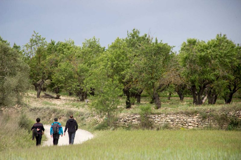 caminant entre oliveres vista alegre montbui
