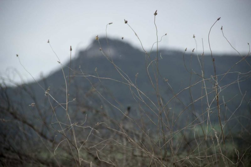 branques confuses muntanya la tossa de montbui