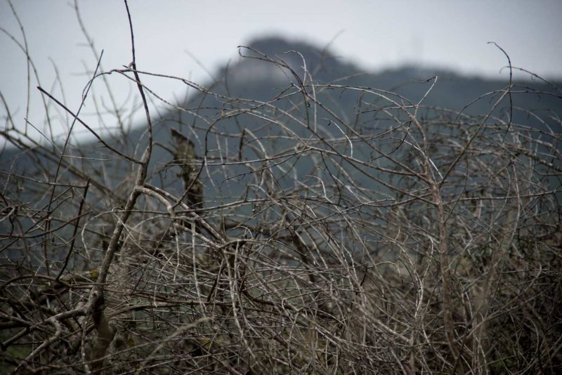 branques confuses anoia