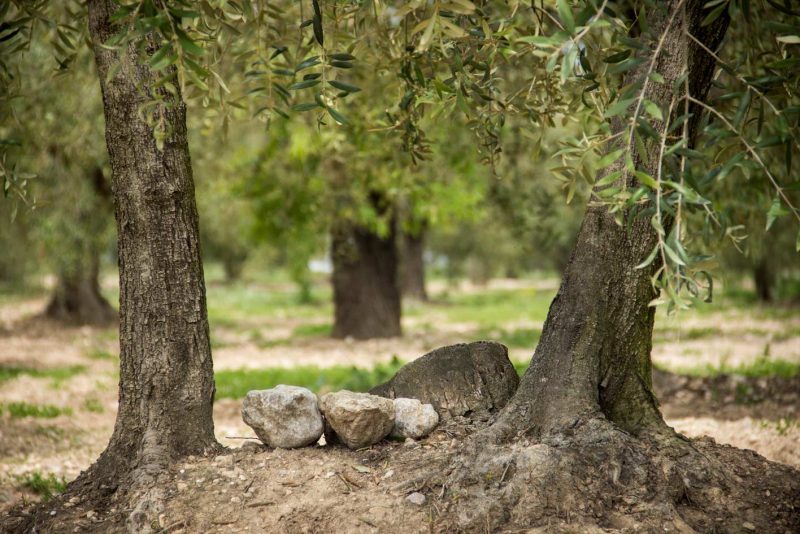 la base de l'olivera pedres anoia