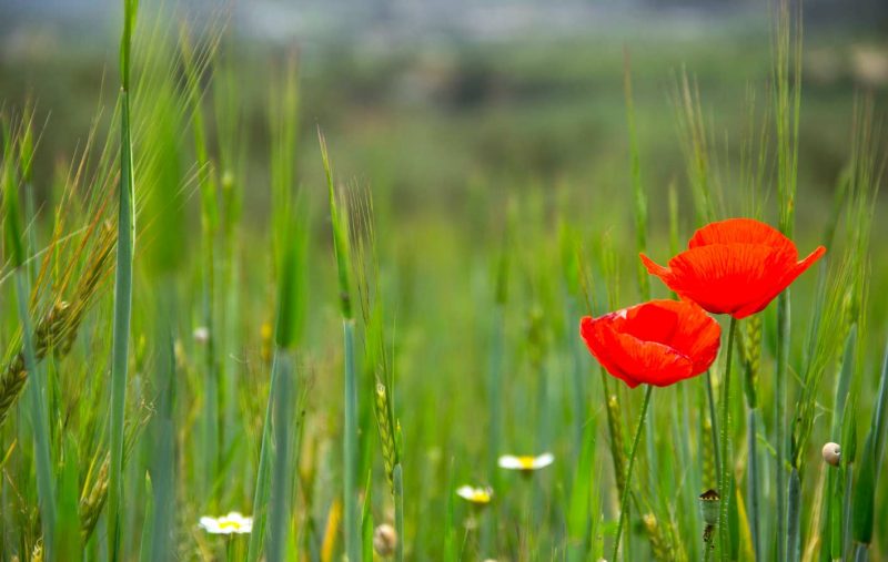 dues roselles a un camp verd primavera