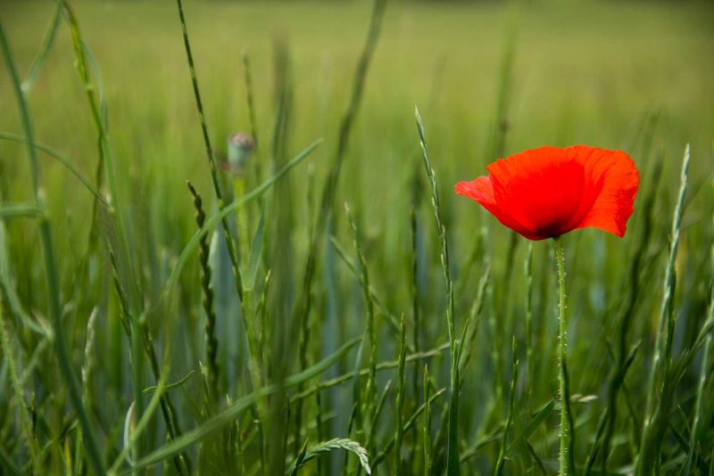 una rosella a un camp verd de l'anoia