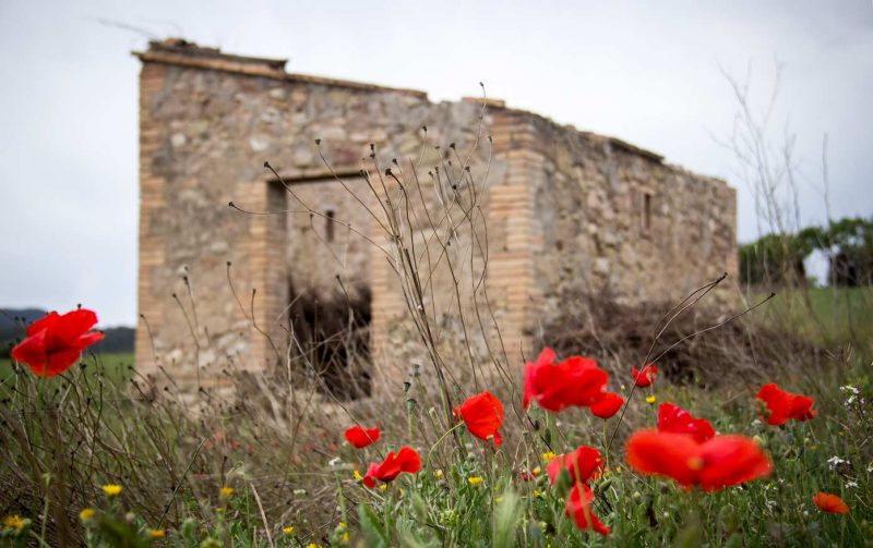 caseta d'hort amb pipiripips