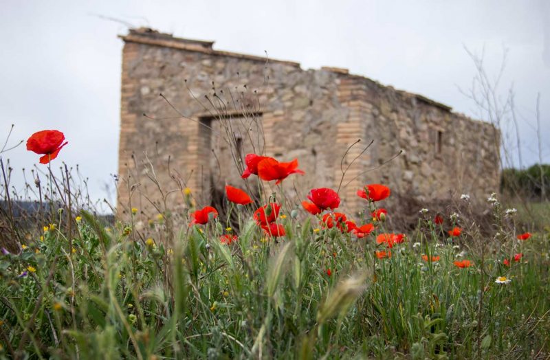 caseta d'hort amb roselles