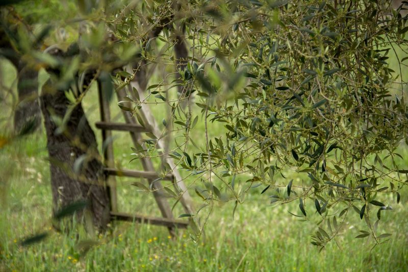 cavallet camp oliveres montbui anaoia
