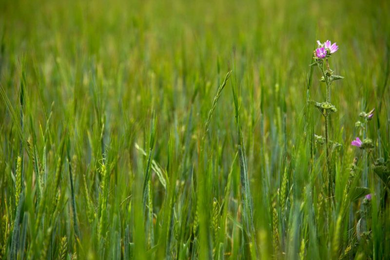 flors liles a camps verds anoia vista alegre montbui