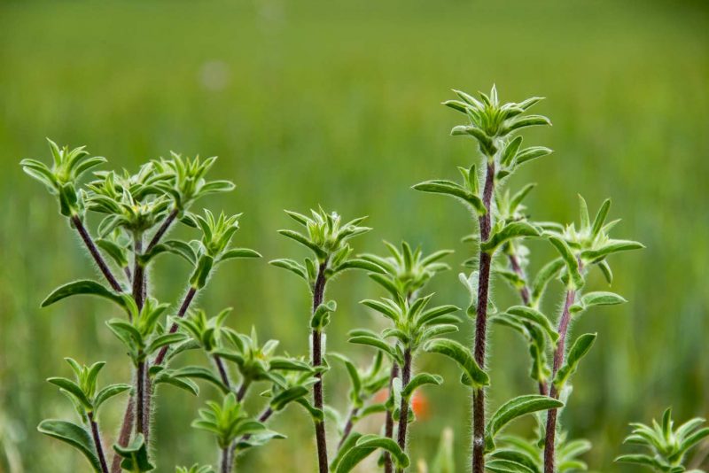 herbotes herbes intenses