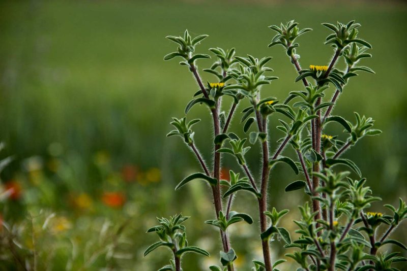 herbotes de primavera