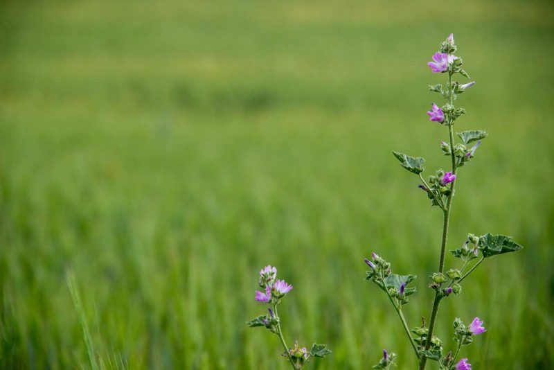 flors liles a camps verds