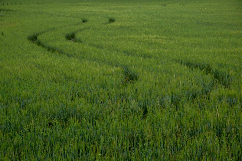 corves camps de blat