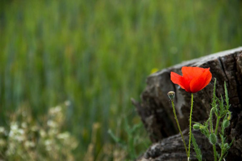 pipiripip rosella anoia