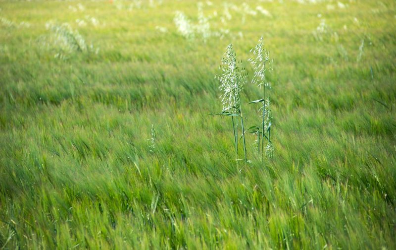 camps verds primavera vilanova del camí anoia