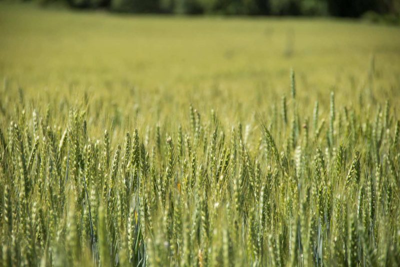 espigues de blat verd primavera anoia