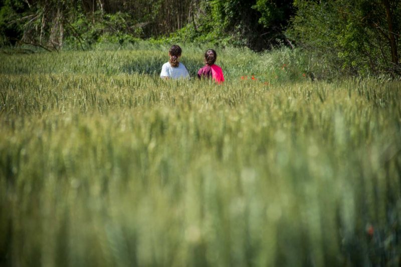 caminant per camps verds