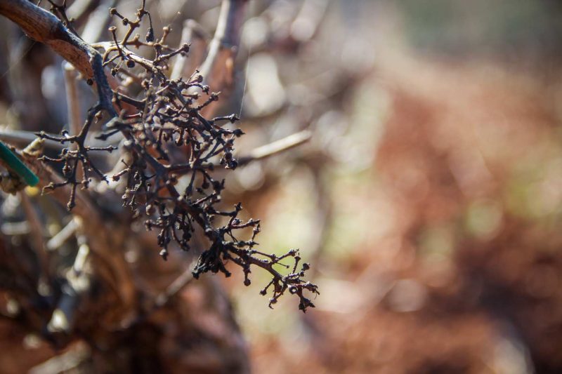Santa Maria de Miralles Anoia