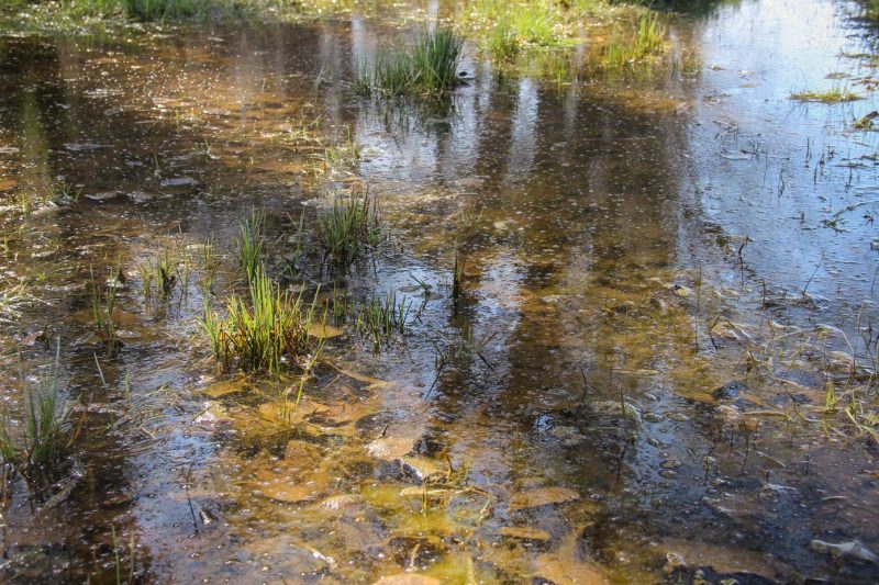 Santa Maria de Miralles Anoia
