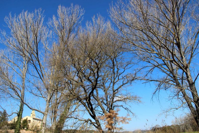 Santa Maria de Miralles Anoia