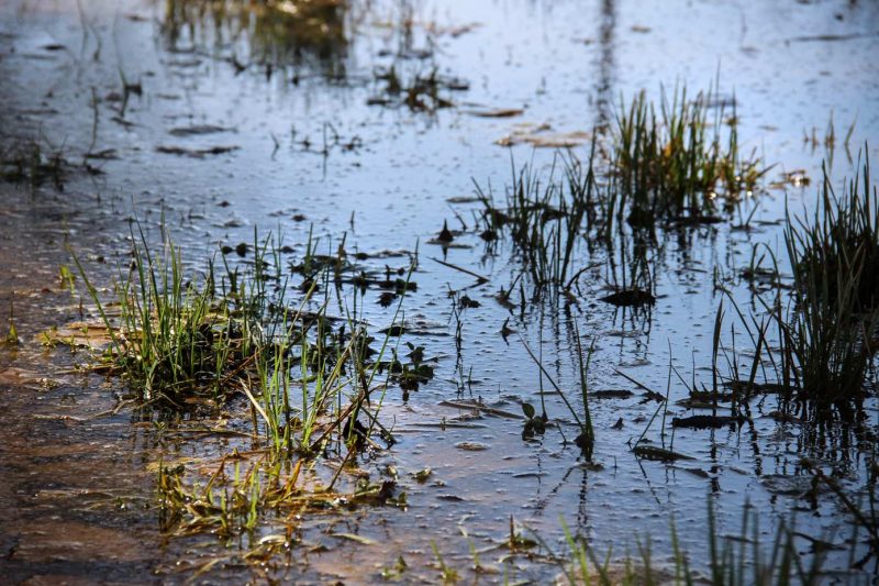 Santa Maria de Miralles Anoia