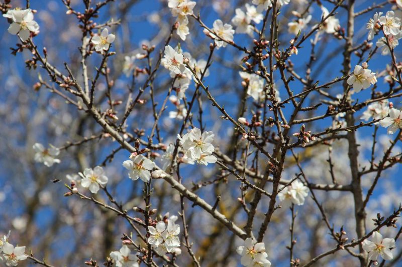 Santa Maria de Miralles Anoia flors ametllers