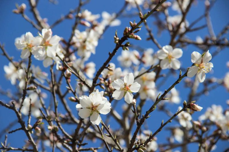 Santa Maria de Miralles Anoia flors ametllers