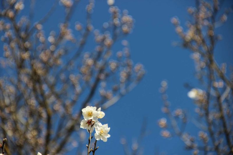 Santa Maria de Miralles Anoia