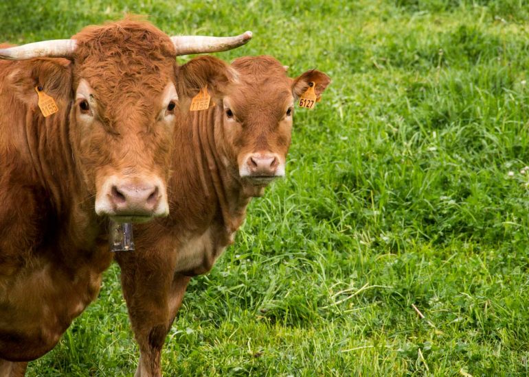 vaques sant agustí lluçanès