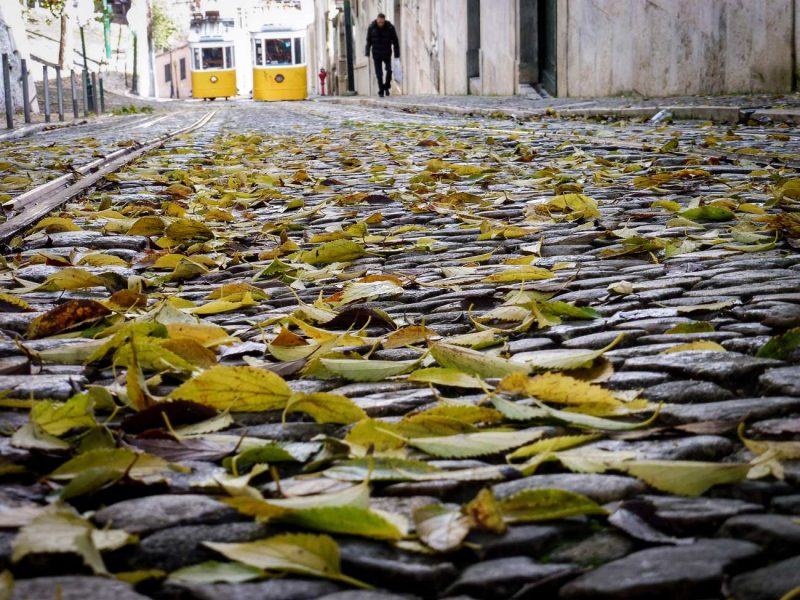 fulles tardor tranvies lisboa
