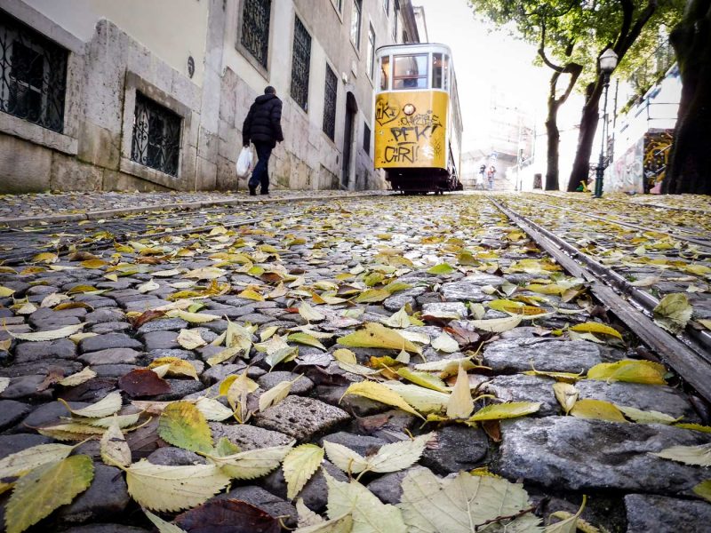 fulles tardor tranvia lisboa