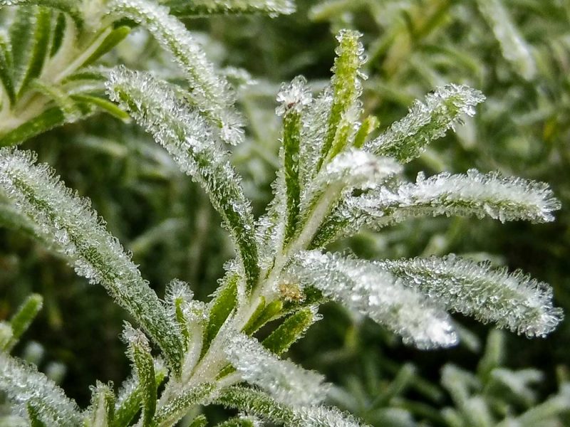 romaní glaçat a porrera priorat