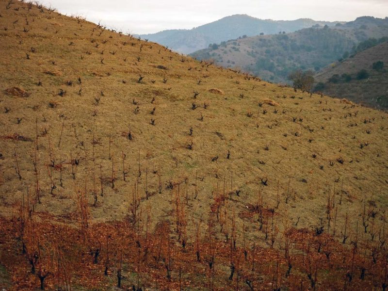 vinya ceps sense fulles porrera priorat