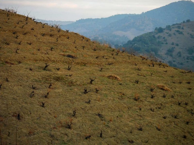 vinya hivern porrera