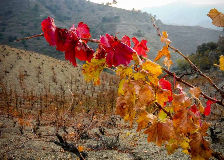 últimes fulles vermelles cep vinya porrera
