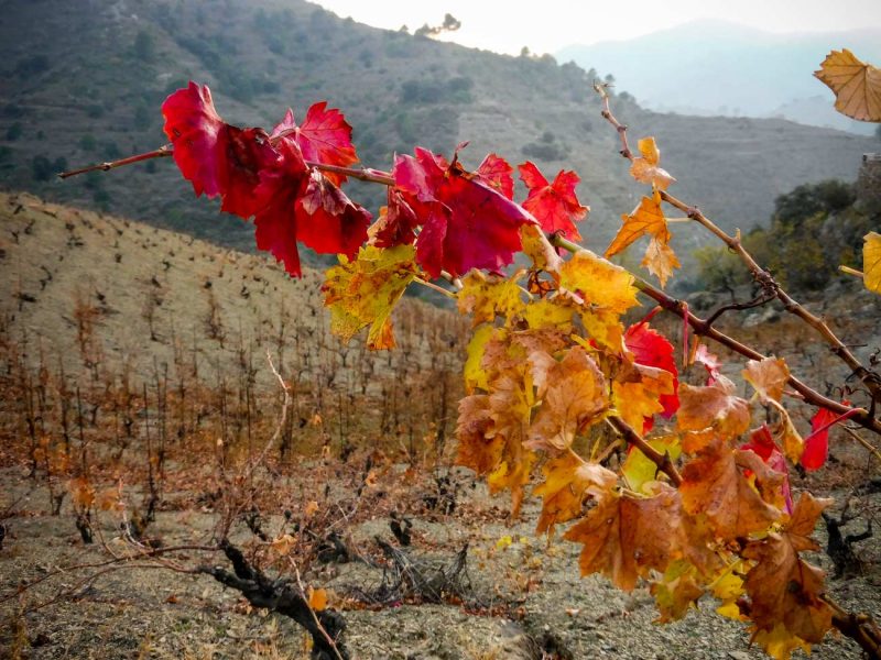 últimes fulles vermelles cep vinya porrera