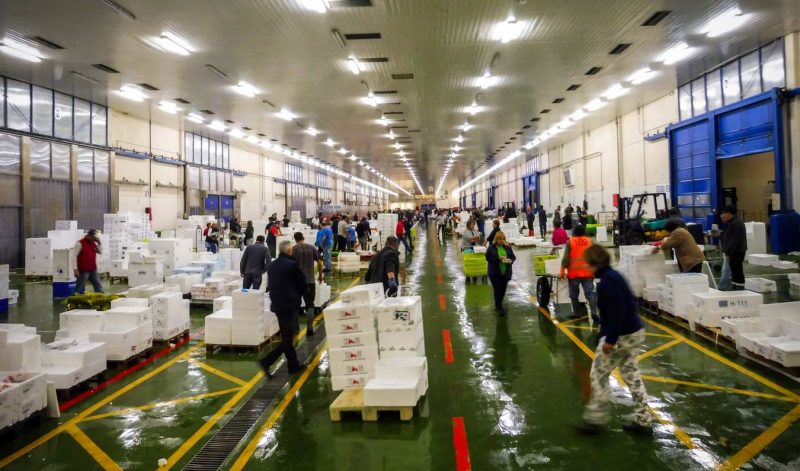 actividad lonja pescado vigo madrugada