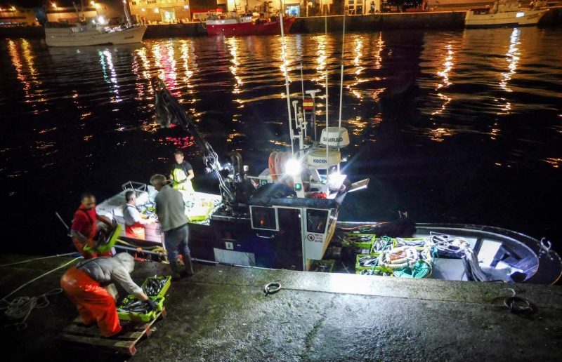 llegada del pescado en vigo