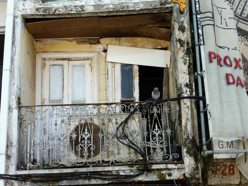 paloma descansando en edifico antiguo en ruinas vigo