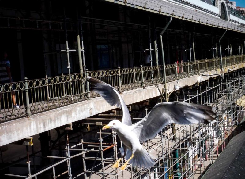 gaviota volando porto mercado do bolhao