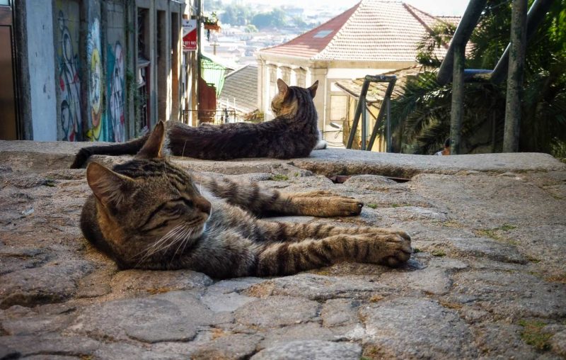 gatos descansando en calle porto
