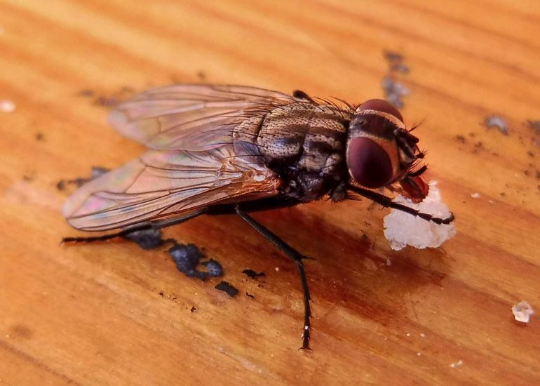 totes les parts d'una mosca