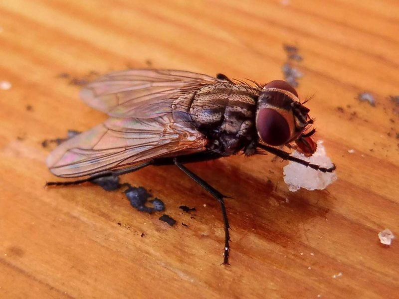 totes les parts d'una mosca