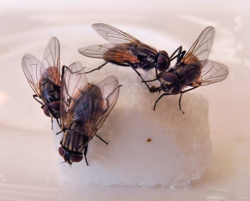 MOSQUES MENJANT SUCRE