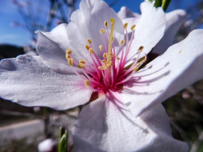 Santa Maria de Miralles Anoia