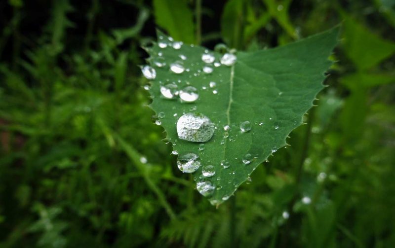 detalle hierbas pais vasco