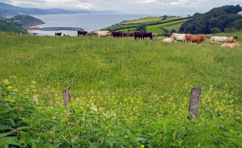 San Prudentzio, Getaria. vistas al cantábrico con vacas
