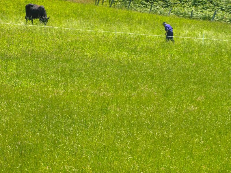 vacas en el valle de Olatz, Mutriku.