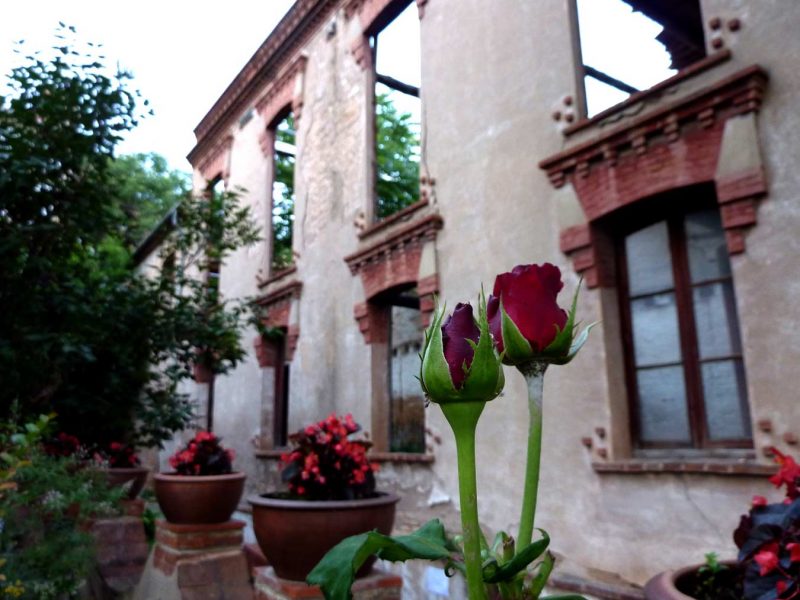 roses vermelles a una adoberia del rec igualada