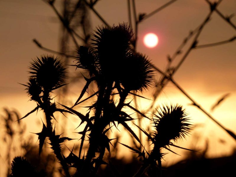 herbes punxagudes flors posta de sol al riu anoia rec igualada